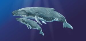 BUCKELWAL__54-x-120-mm