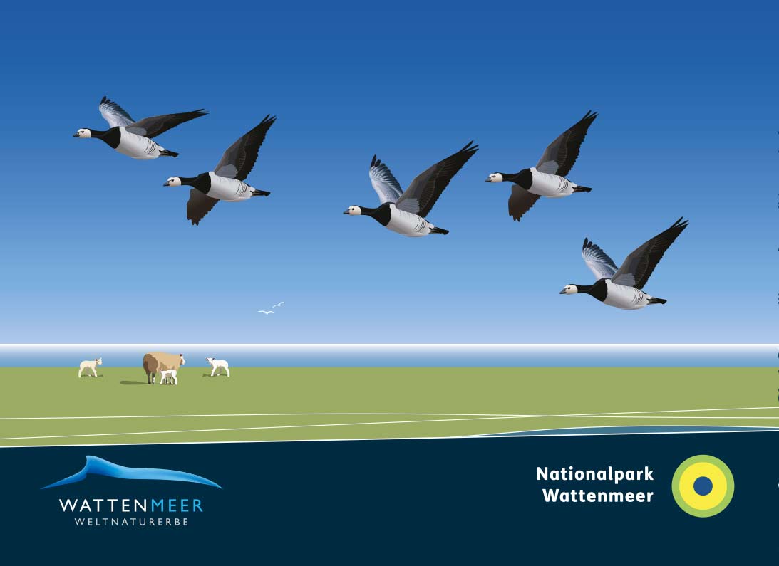 WEISSWANGENGANS-SCHWARM__DEICH__65x90-mm