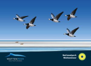 WEISSWANGENGANS-SCHWARM__MEER__65x90-mm