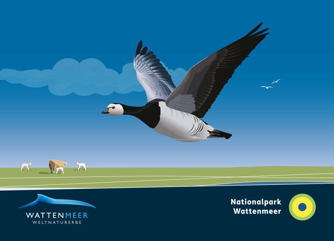 WEISSWANGENGANS_65x90-mm