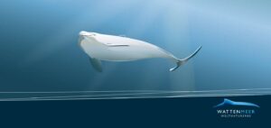 WE__SCHWEINSWAL__54-x-120-mm